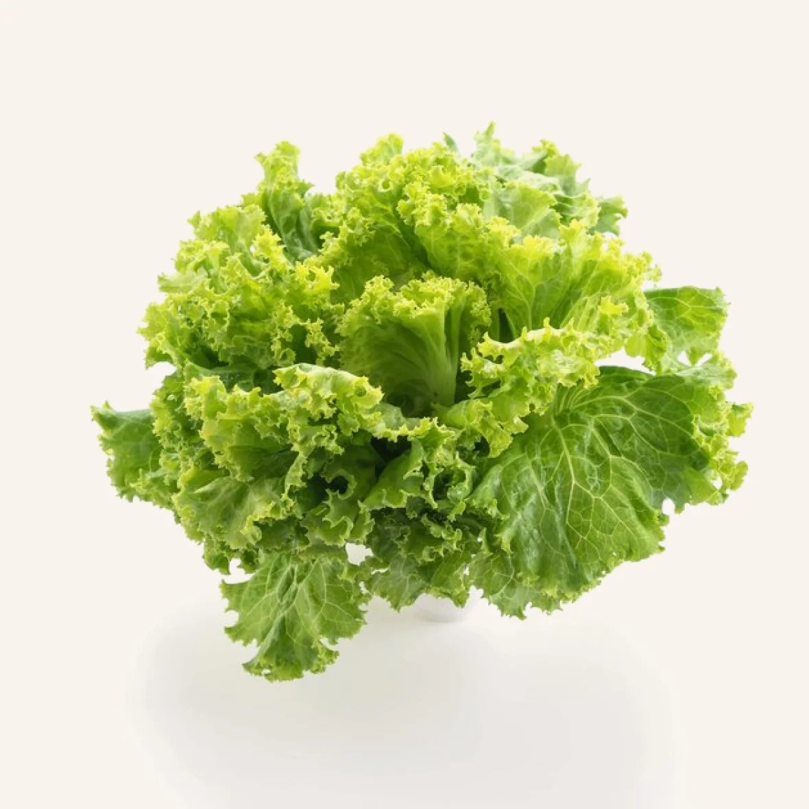 Fresh Lettuce